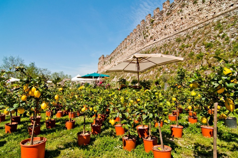Dal 7 al 9 aprile arriva "Fiori nella Rocca", la mostra mercato di piante rare a Lonato del Garda