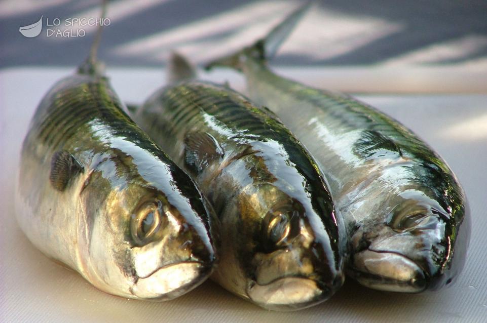 Sgombro: un pesce dalle mille proprietà, ecco come sceglierlo e cucinarlo 