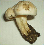Lactarius piperatus, un fungo contenente una tossina gastro-intestinale