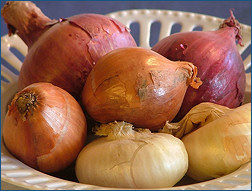 Cipolle