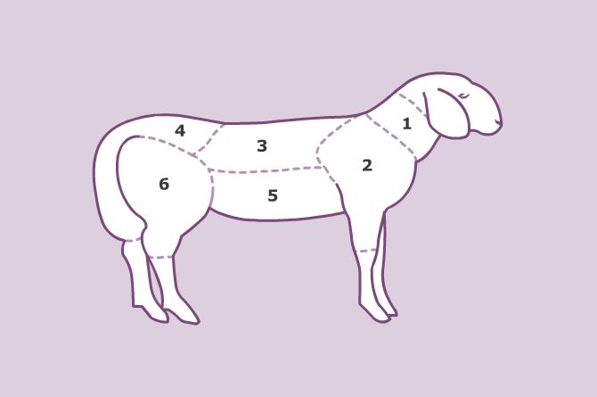 Agnello Agnello