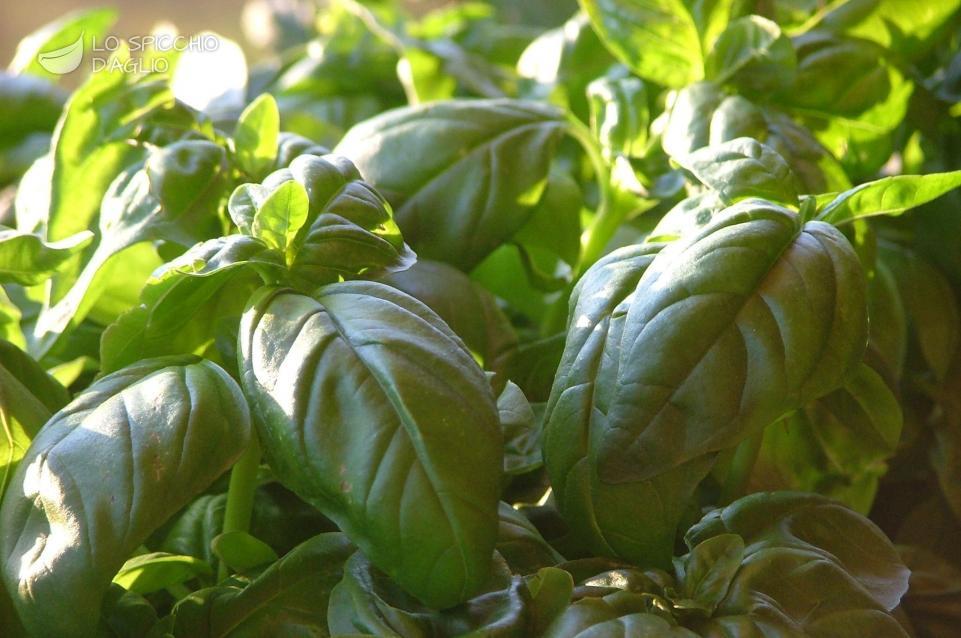 Basilico Basilico