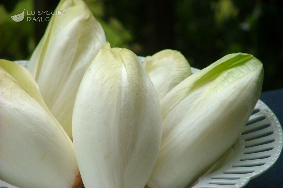 Cicoria belga Cicoria belga