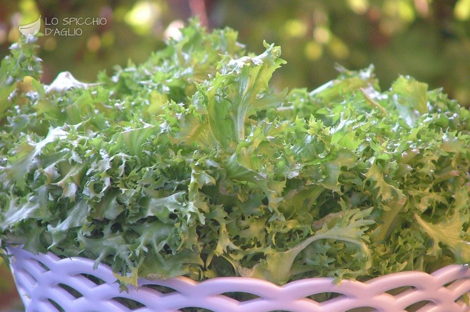 Insalata riccia Insalata riccia
