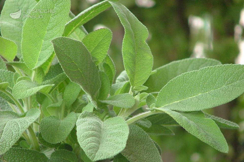 Salvia