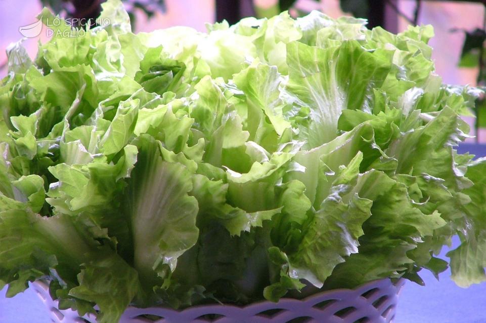 Scarola Scarola