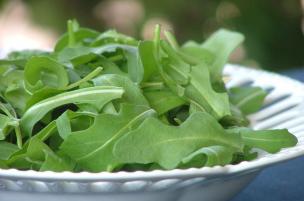 Rucola