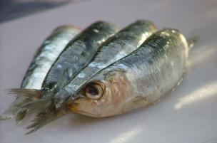 Sardina