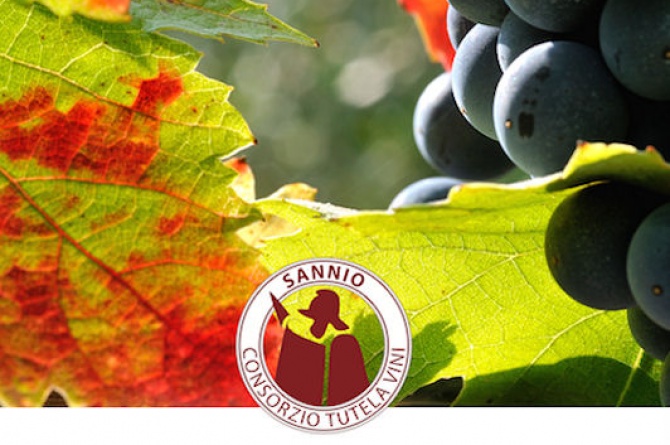 A Roma e Napoli va in scena la Falanghina del Sannio A Roma e Napoli va in scena la Falanghina del Sannio