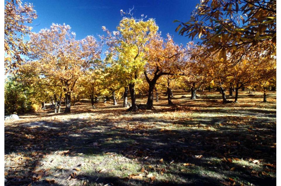 Da settembre a dicembre in toscana torna #AmiatAutunno: un viaggio tra gusto e tradizione