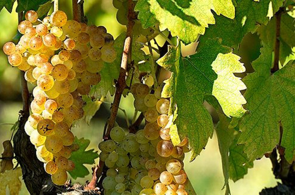 Il 12, 14 e 15 febbraio appuntamento con l'Anteprima Vernaccia di San Giminiano Il 12, 14 e 15 febbraio appuntamento con l'Anteprima Vernaccia di San Giminiano