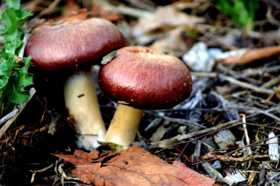 A Bellegra i primi due weekend di ottobre hanno il gusto delle Tacchie ai Funghi Porcini 