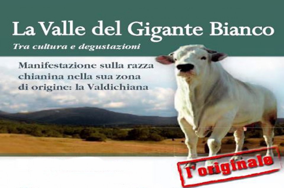 A fine maggio a Bettolle arriva "La Valle del Gigante Bianco": la festa della carne di razza chianina A fine maggio a Bettolle arriva "La Valle del Gigante Bianco": la festa della carne di razza chianina