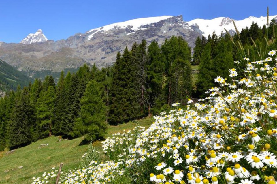 L'1° luglio torna il gusto con "Camminar Mangiando A Champoluc" 