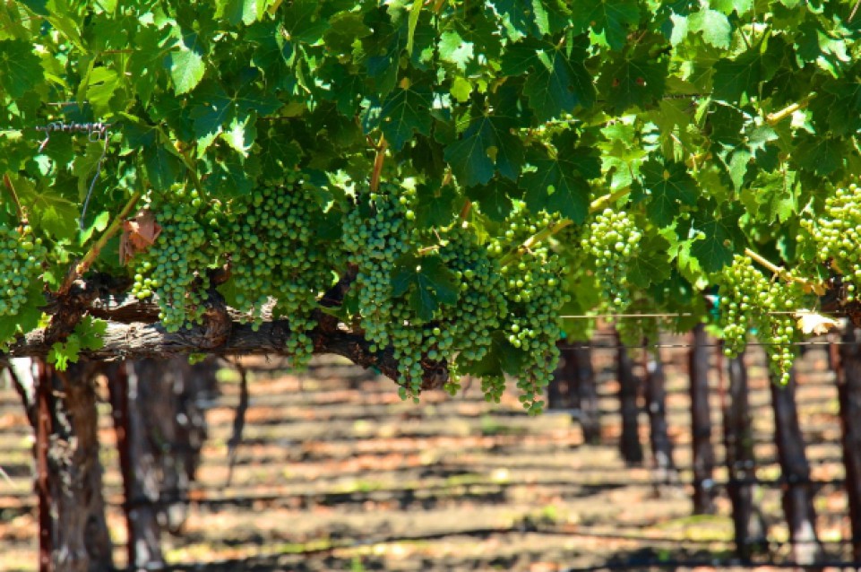 Il 30 e 31 maggio in Campania vi aspetta un'edizione di Cantine Aperte in chiave green Il 30 e 31 maggio in Campania vi aspetta un'edizione di Cantine Aperte in chiave green