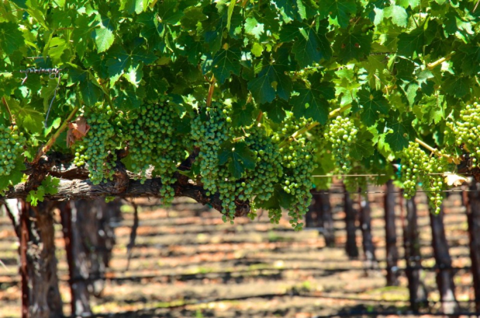 Il 30 e 31 maggio in Campania vi aspetta un'edizione di Cantine Aperte in chiave green 