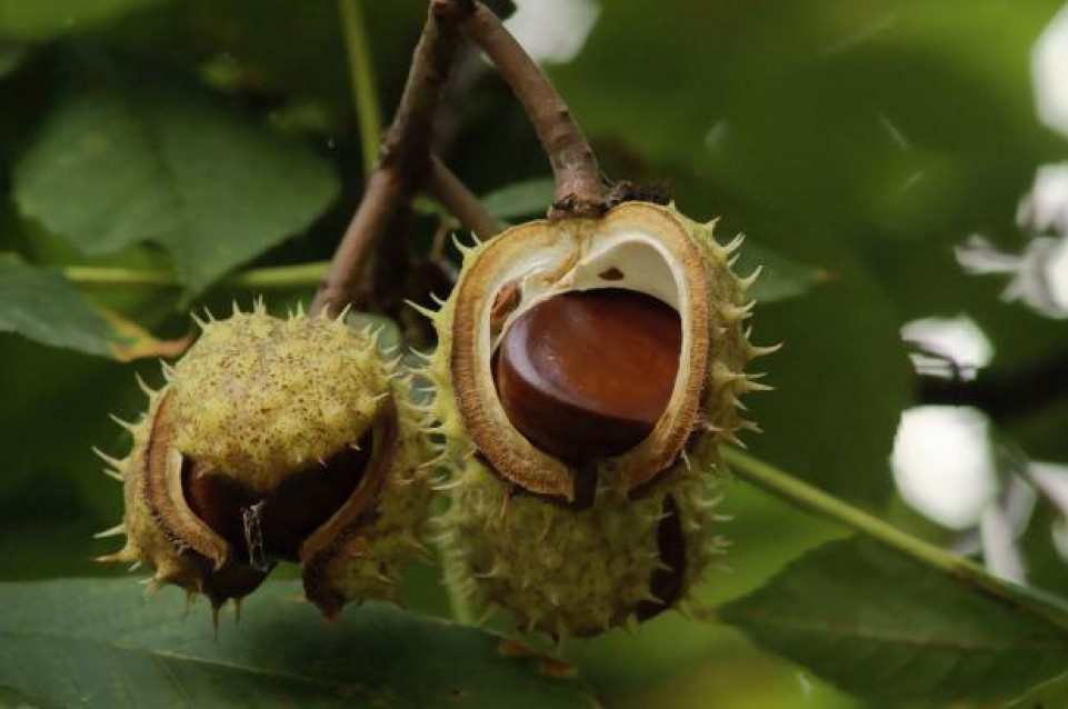 Il 31 ottobre a Canterano torna la "Sagra delle Castagne e del Vino"