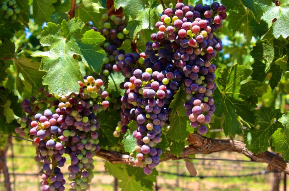 Dal 30 maggio al 2 giugno "Cantine Aperte" vi aspetta in Toscana Dal 30 maggio al 2 giugno "Cantine Aperte" vi aspetta in Toscana