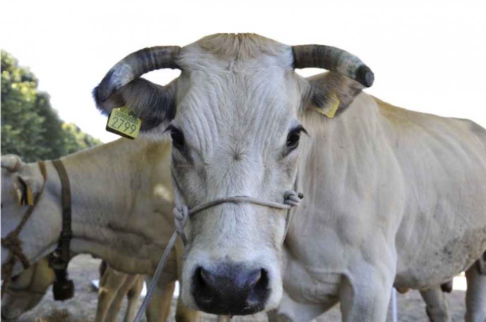Dal 28 al 30 agosto a Carcare arriva "L'Antica Fiera del Bestiame" 