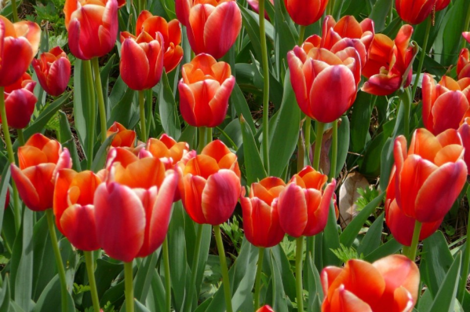 Dal 6 al 10 aprile a Castiglione del Lago la primavera ha il profumo dei tulipani
