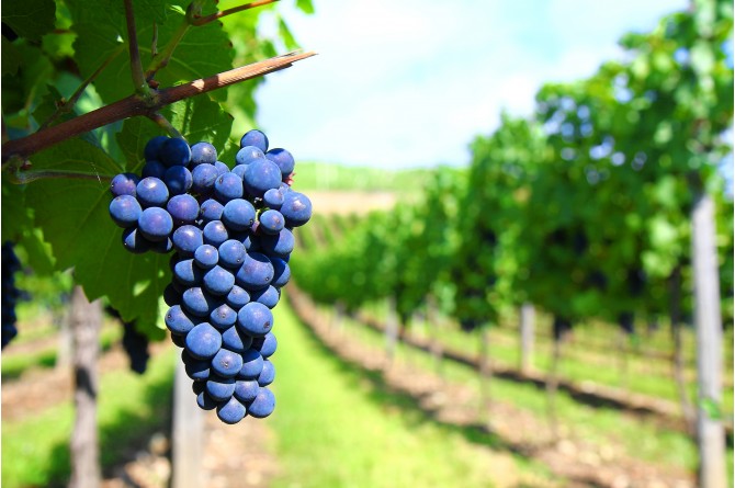 Dal 26 al 28 settembre a Chiusi vi aspetta la Festa dell'Uva e del Vino 2014 Dal 26 al 28 settembre a Chiusi vi aspetta la Festa dell'Uva e del Vino 2014