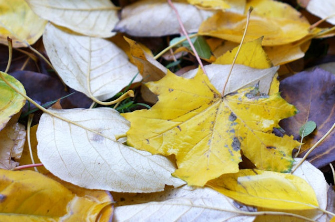 "Colori d'Autunno": 11 e 12 ottobre a Morciano di Romagna