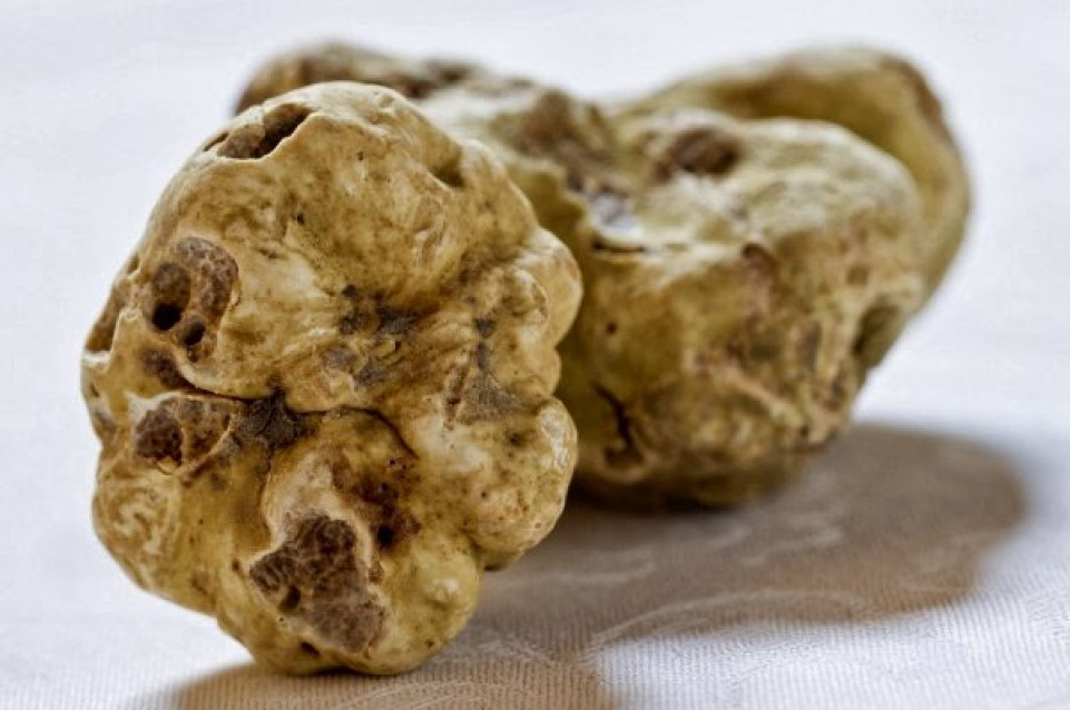Il 18 e 25 ottobre a Dovadola appuntamento con la "Sagra del Tartufo" Il 18 e 25 ottobre a Dovadola appuntamento con la "Sagra del Tartufo"