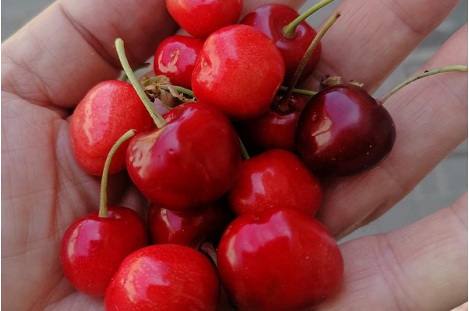 È tempo di ciliegie: dal 2 al 4 giugno a Vignola