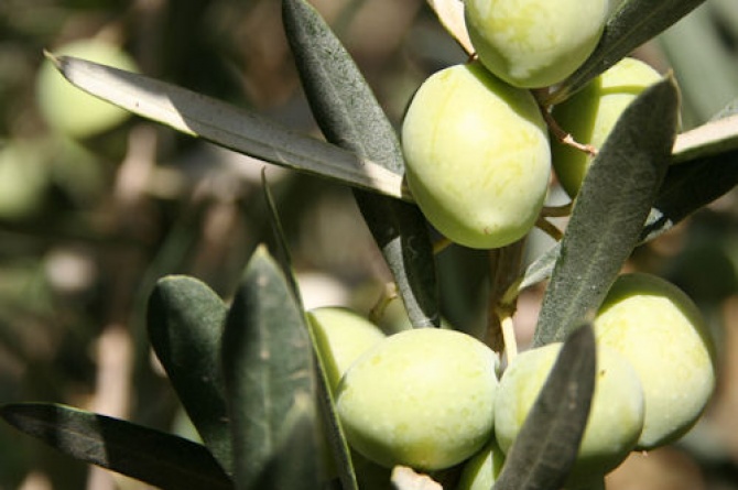 Etichettatura olio d'oliva: emanazione del decreto attuativo