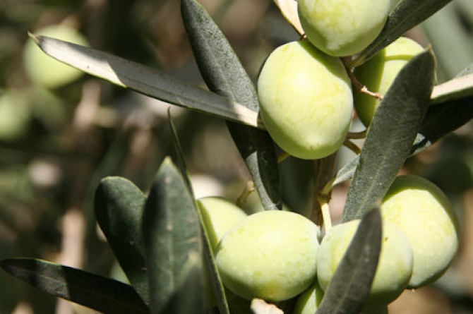 Etichettatura olio d'oliva: emanazione del decreto attuativo Etichettatura olio d'oliva: emanazione del decreto attuativo