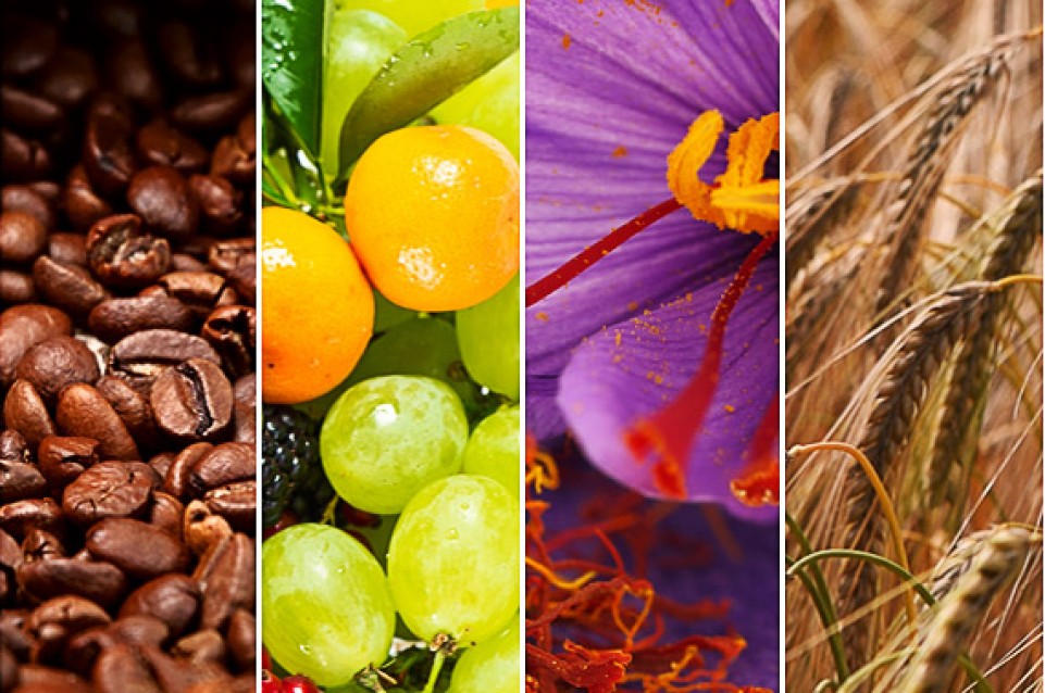 Expo 2015 - ecco i Cluster che raggruppano i paesi con la stessa filiera alimentare Expo 2015 - ecco i Cluster che raggruppano i paesi con la stessa filiera alimentare