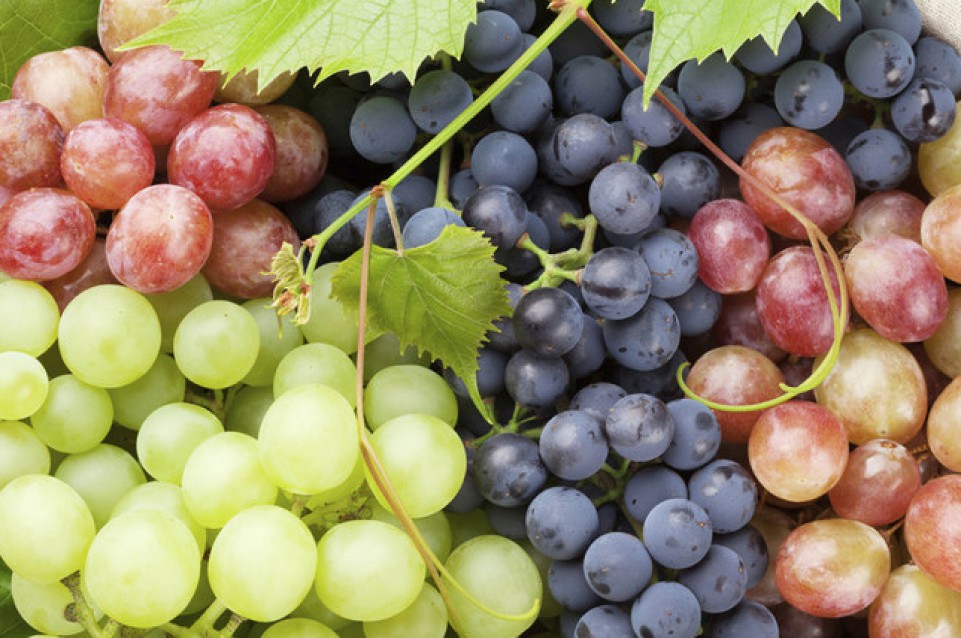 Festa dell'Uva: dal 16 al 19 settembre a Castenaso arriva il gusto Festa dell'Uva: dal 16 al 19 settembre a Castenaso arriva il gusto