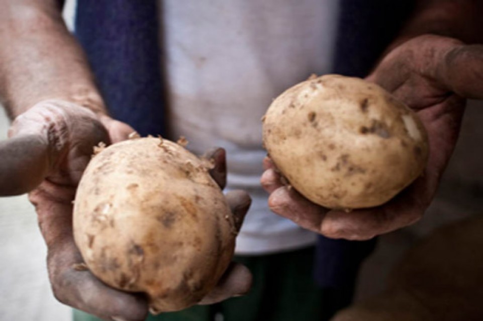 Festa della patata: dal 26 al 28 ottobre a Campo Lomaso 