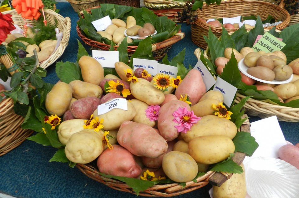 Festa della Patata: dal 18 al 20 agosto a Vezzolacca 