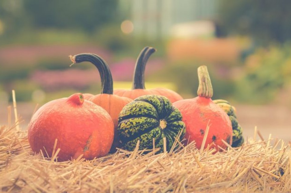 Festa della Zucca: dal 22 al 30 ottobre a Sernaglia della Battaglia