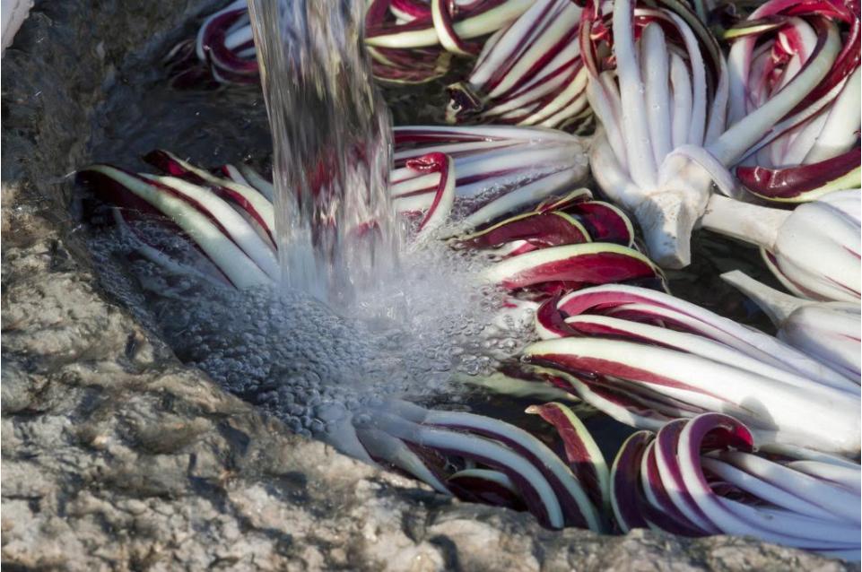 Festa del Radicchio e dei Sapori della Tradizione Veneta: il 14 gennaio a Mirano