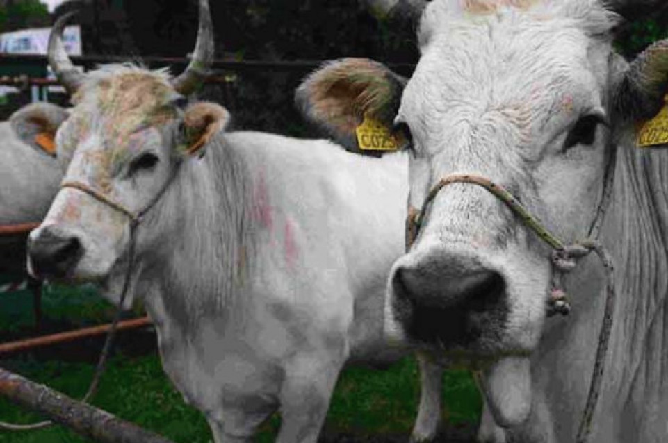 La Fiera dell'agricoltura torna a Riolo Terme dal 10 al 12 aprile La Fiera dell'agricoltura torna a Riolo Terme dal 10 al 12 aprile