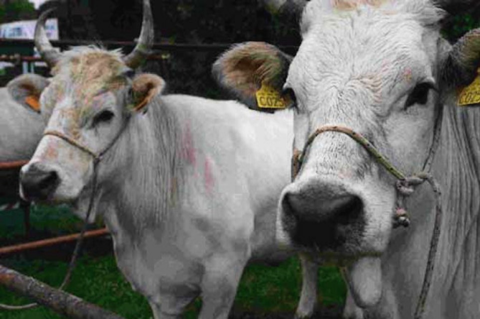 La Fiera dell'agricoltura torna a Riolo Terme dal 10 al 12 aprile