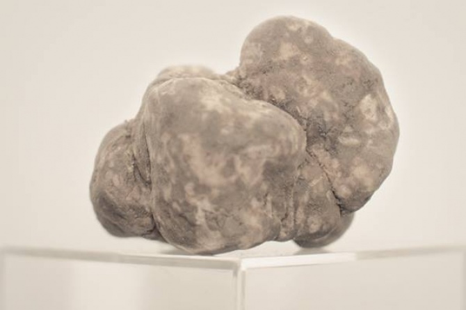 Dall'11 ottobre al 16 novembre festeggiate l'autunno alla "Fiera Internazionale del Tartufo bianco d'Alba" Dall'11 ottobre al 16 novembre festeggiate l'autunno alla "Fiera Internazionale del Tartufo bianco d'Alba"
