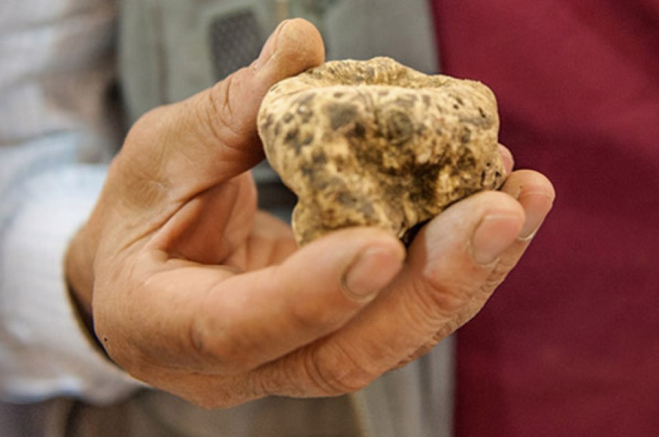 Dal 6 ottobre al 25 novembre torna la "Fiera Internazionale del Tartufo Bianco d'Alba" 