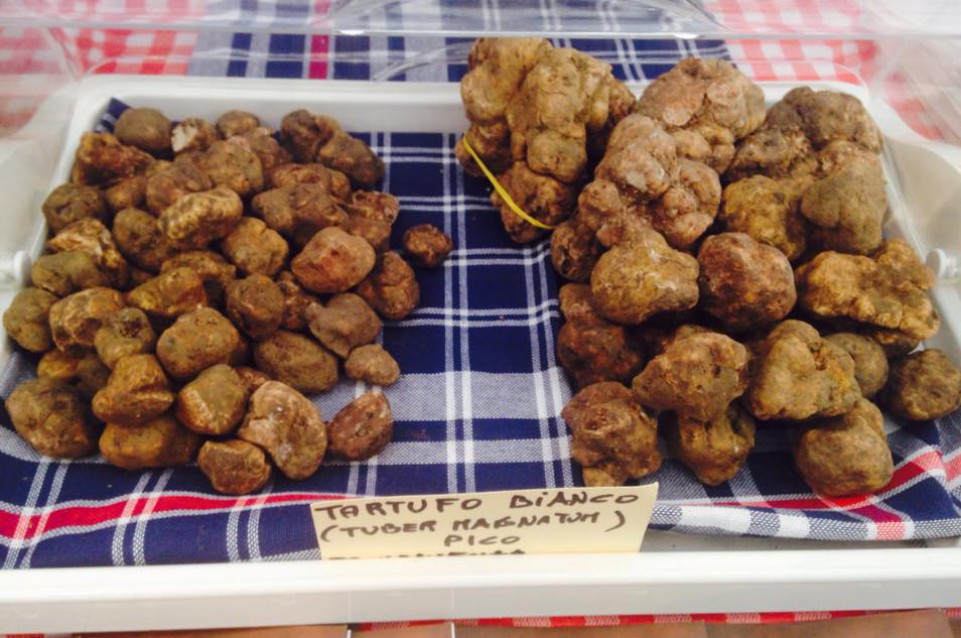 Il 2-9-16 ottobre torna la Fiera Nazionale del Tartufo Bianco Pregiato di Pergola