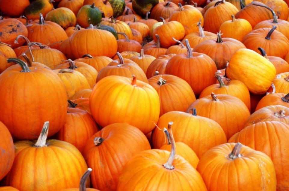 La Fiera Regionale della Zucca torna a Reggiolo dal 17 settembre La Fiera Regionale della Zucca torna a Reggiolo dal 17 settembre