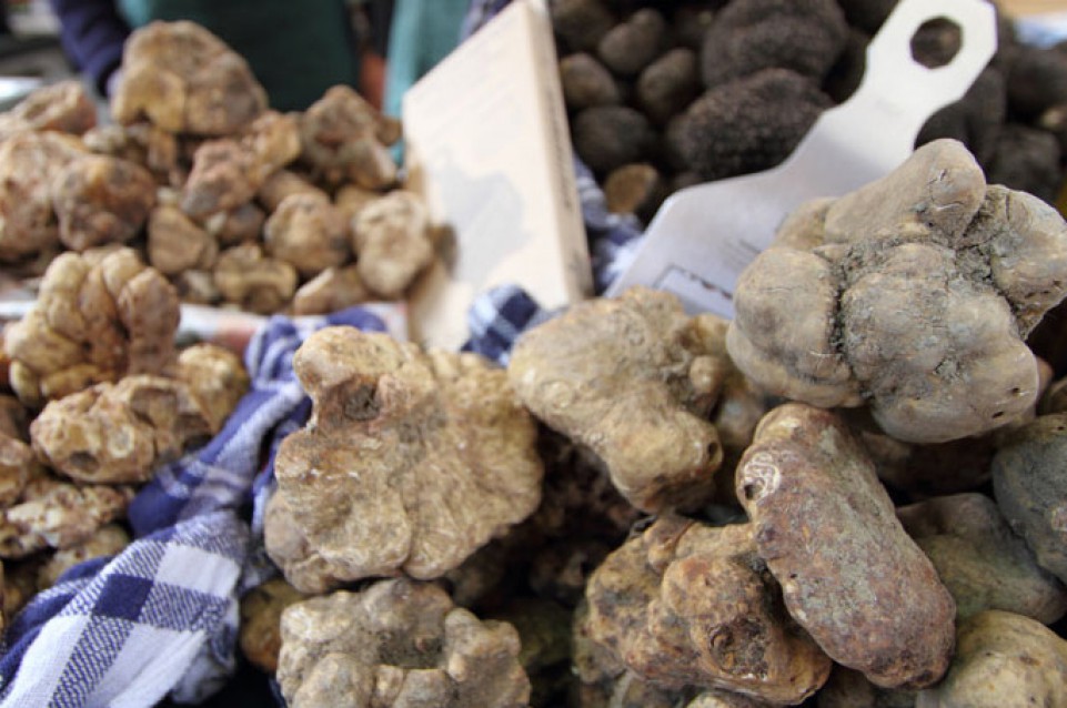 Le domeniche di ottobre torna la "Fiera Nazionale del Tartufo Bianco Pregiato di Sant'Agata Feltria"