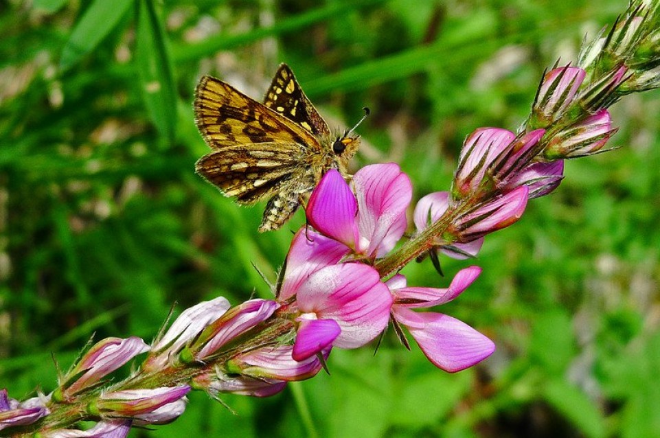 Fiori, erbe e sapori: dal 23 al 30 giugno a Predazzo 