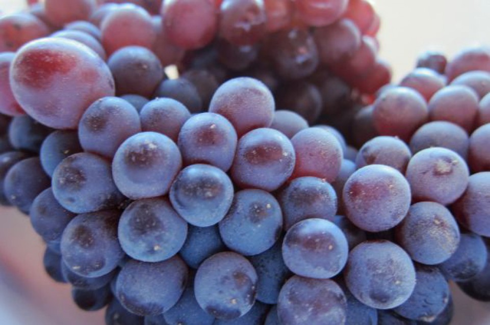 A Guagnano l'1 e 2 agosto torna la "Sagra del vino e dell'uva cardinal" A Guagnano l'1 e 2 agosto torna la "Sagra del vino e dell'uva cardinal"