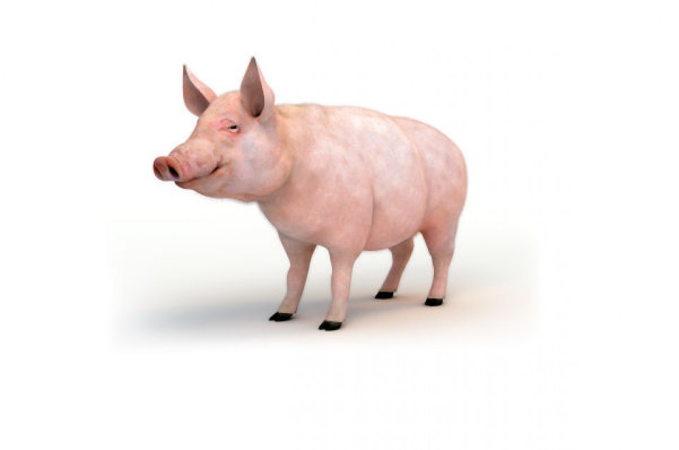I Porci Comodi: il 29 novembre a Bentivoglio si rievoca l'investitura del maiale 