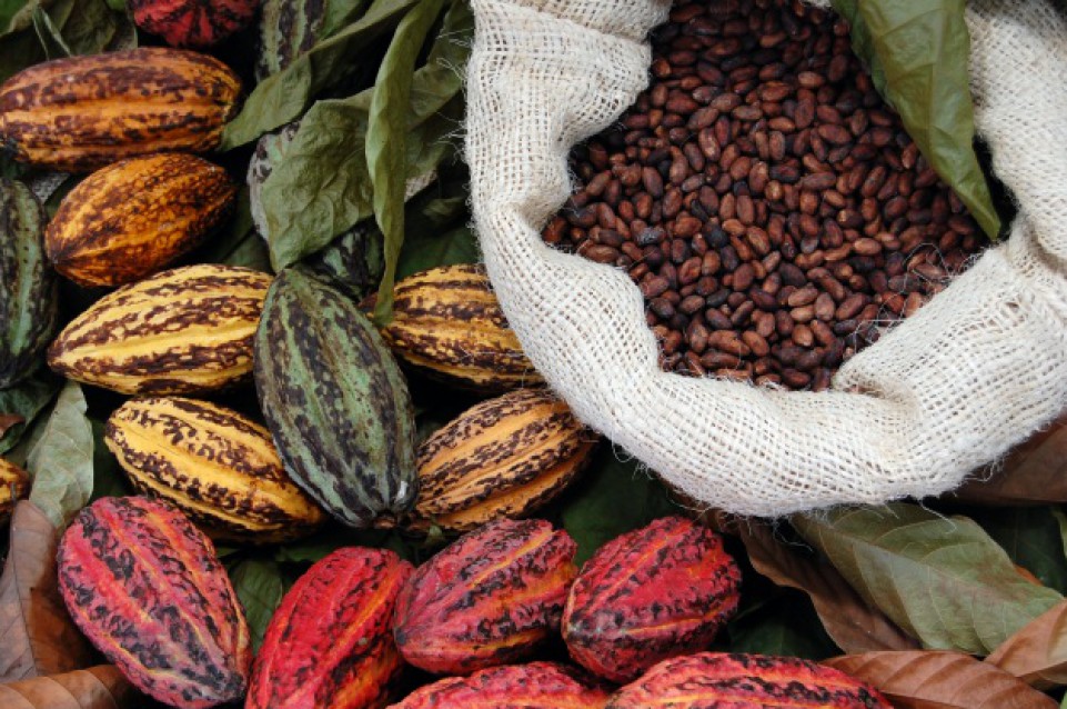 Il cacao più pregiato del mondo? Si chiama Criollo e cresce in Venezuela