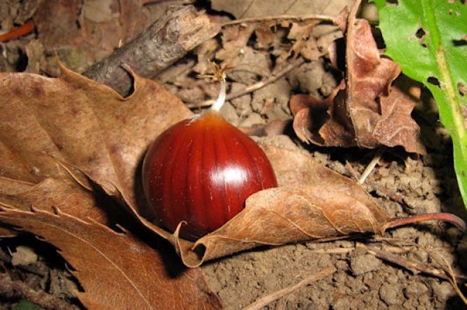 Il Crastatone: la più antica sagra della castagna dal 31 ottobre all'1 novembre a Piancastagnaio