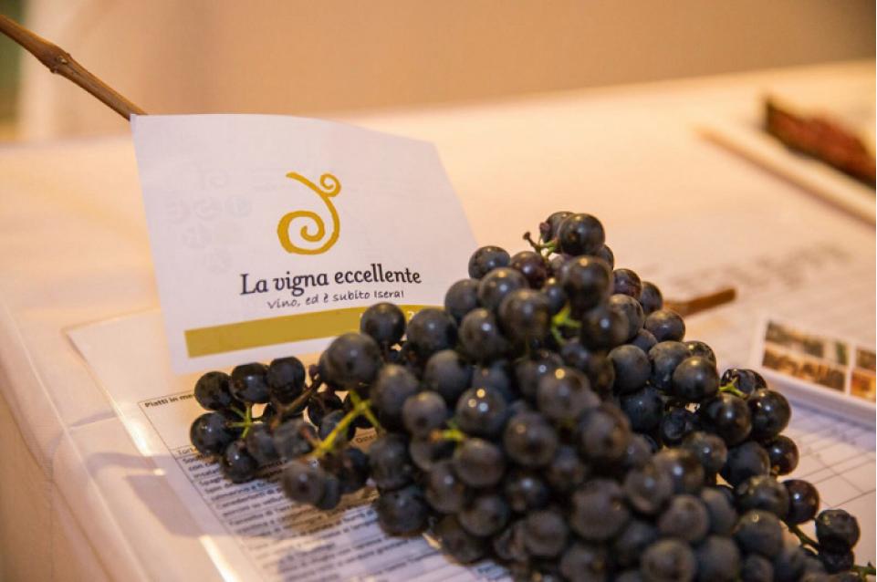 L'11 ottobre torna "La Vigna eccellente…ed è subito Isera"