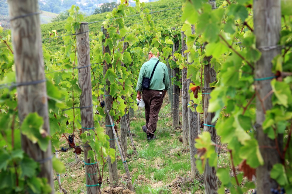 Mercato dei Vini dei Vignaioli Indipendenti: il 28 e 29 novembre a Piacenza Expo Mercato dei Vini dei Vignaioli Indipendenti: il 28 e 29 novembre a Piacenza Expo
